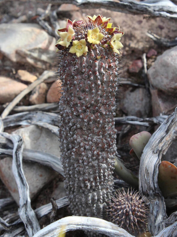 Hoodia pilifera subsp. pillansii aka Hoodia grandis