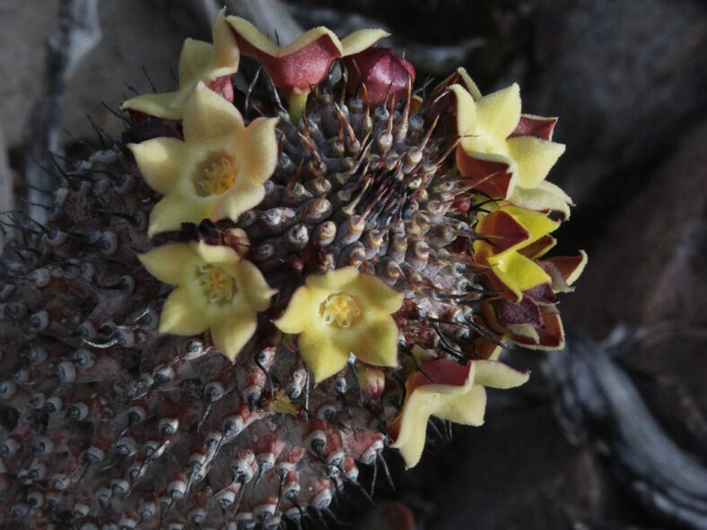 Hoodia pilifera subsp. pillansii aka Hoodia grandis