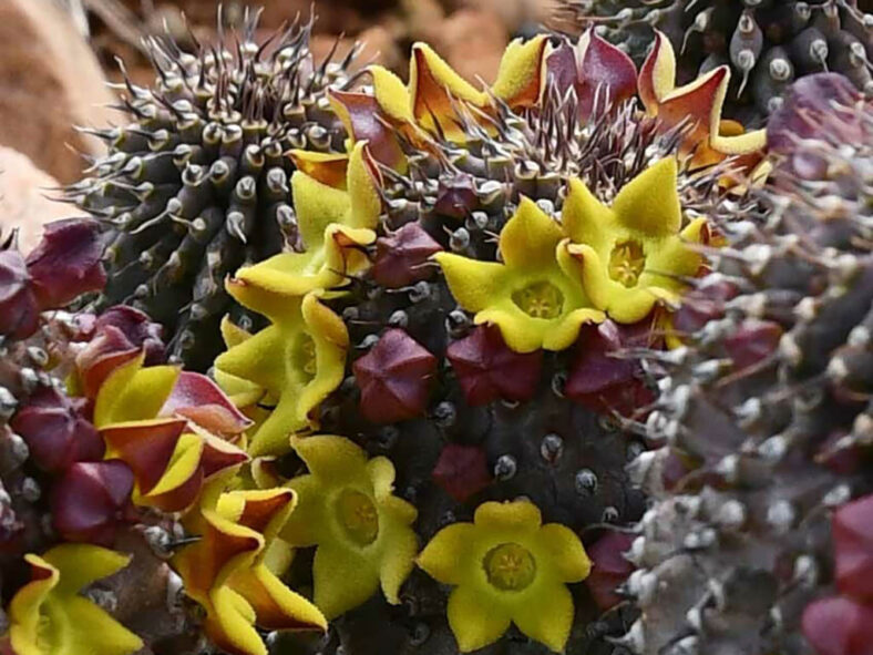 Hoodia pilifera subsp. pillansii aka Hoodia grandis