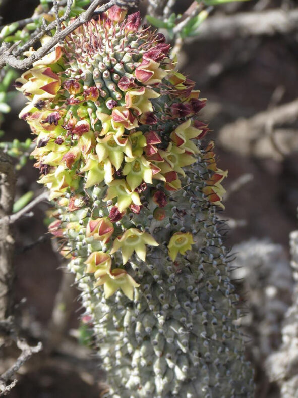 Hoodia pilifera subsp. pillansii aka Hoodia grandis