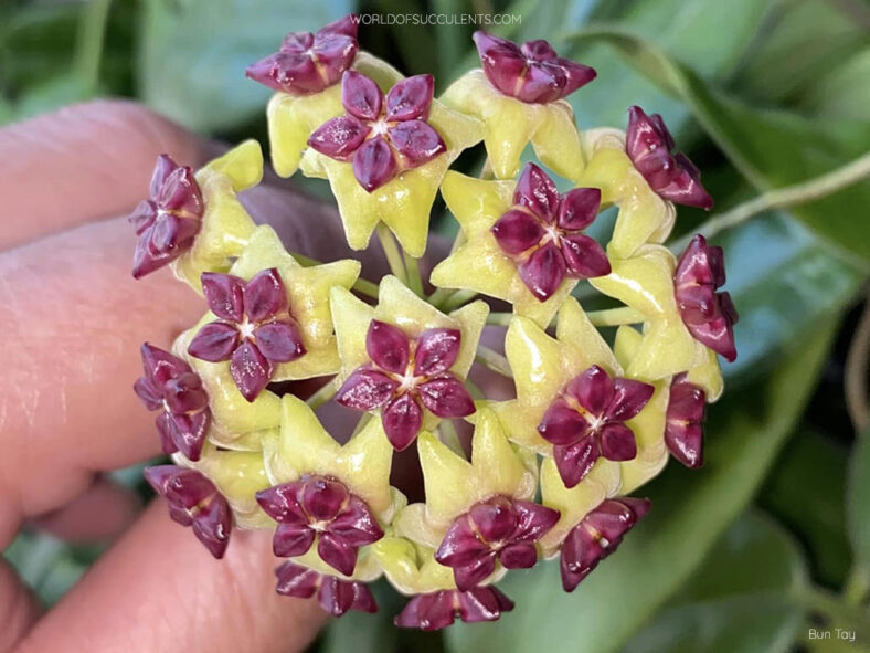 Hoya cinnamomifolia
