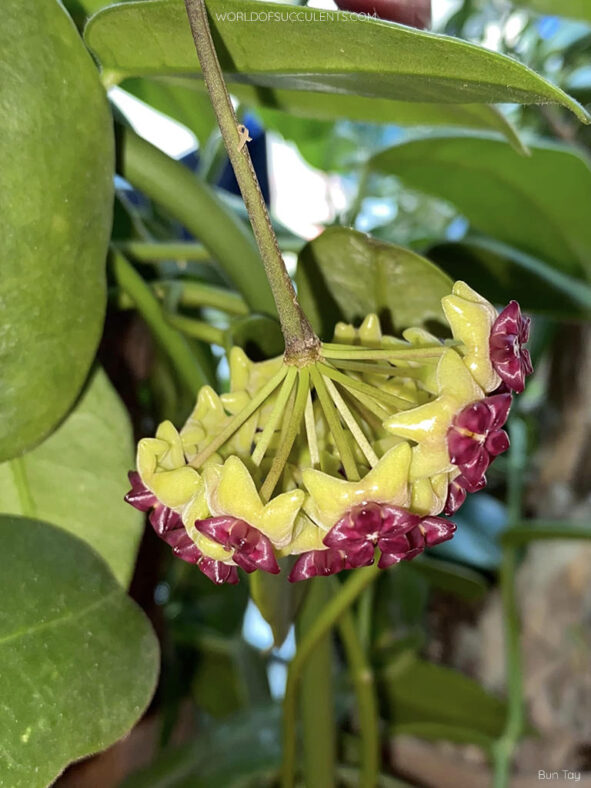 Hoya cinnamomifolia