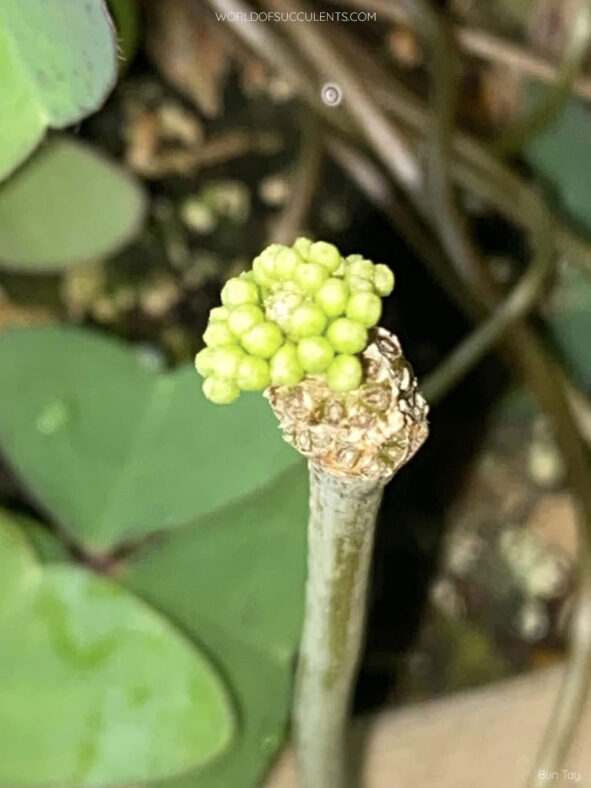 Hoya cinnamomifolia