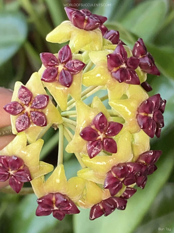 Hoya cinnamomifolia