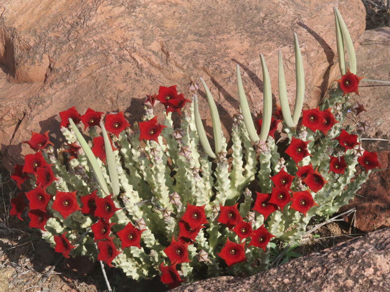 Monolluma socotrana