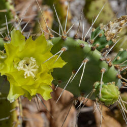 Opuntia guatemalensis