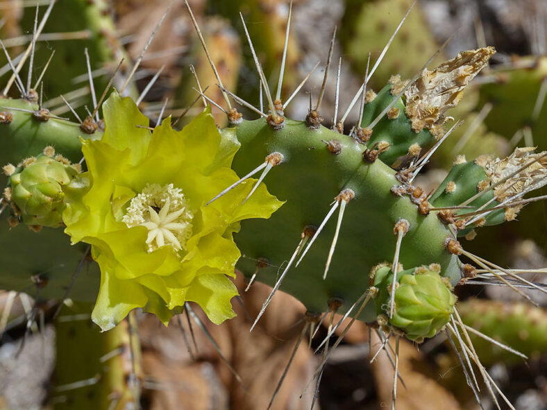 Opuntia guatemalensis