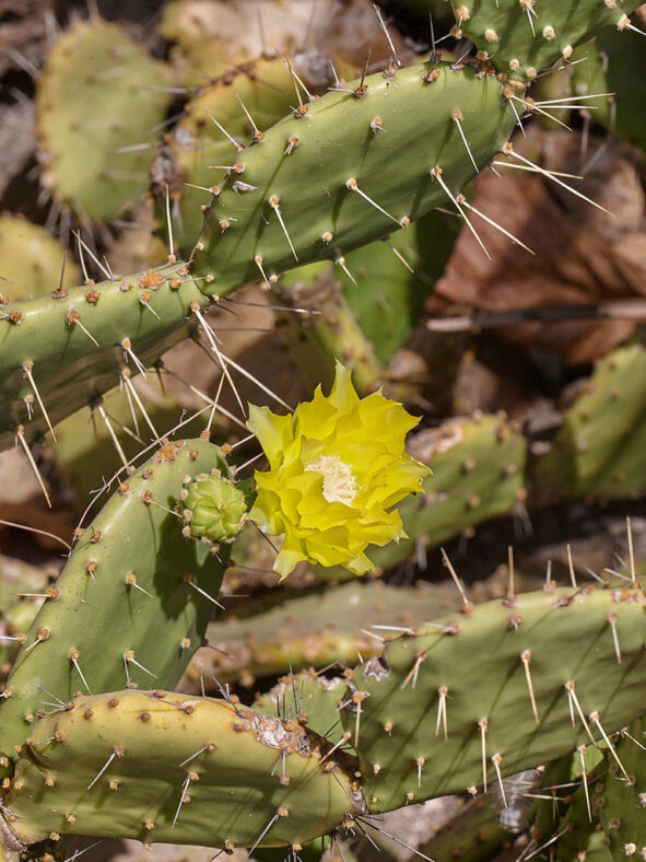 Opuntia guatemalensis