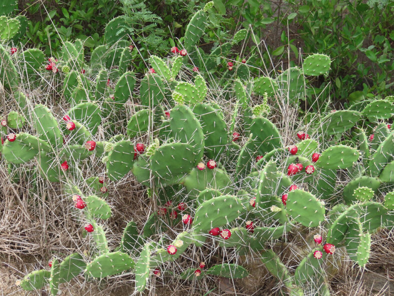 Opuntia guatemalensis
