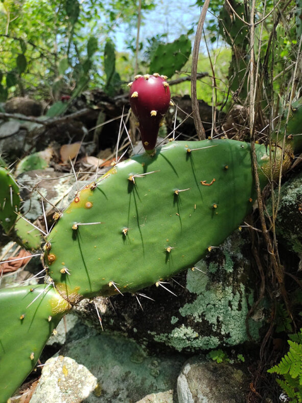 Opuntia guatemalensis