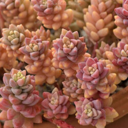 Sedeveria 'Pink Granite'