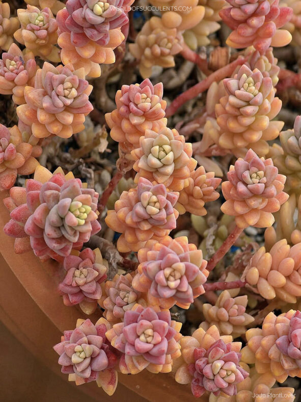 Sedeveria 'Pink Granite'