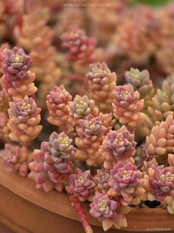 Sedeveria 'Pink Granite'