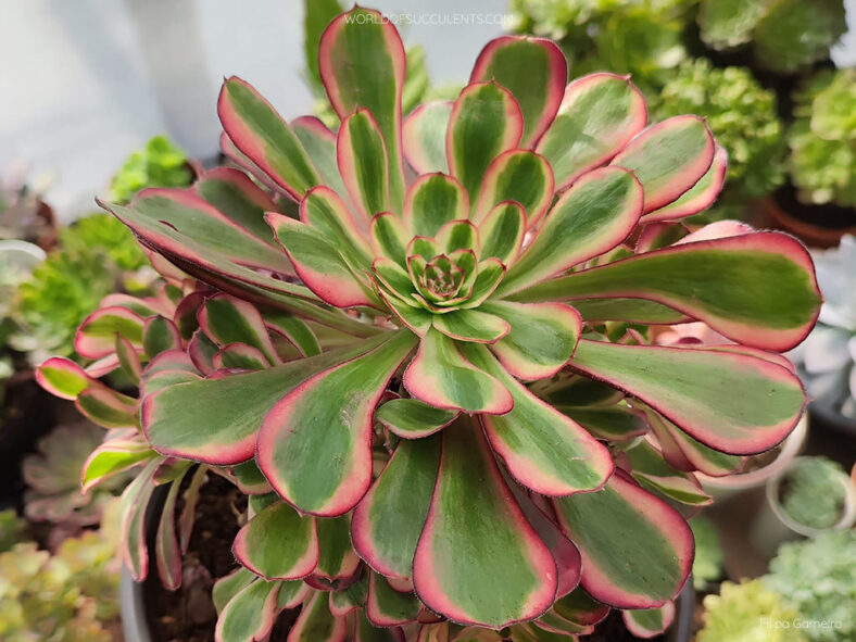Aeonium 'Lina'