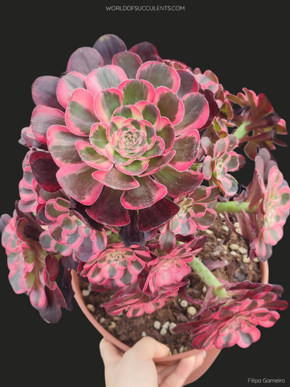 Aeonium 'Lina'