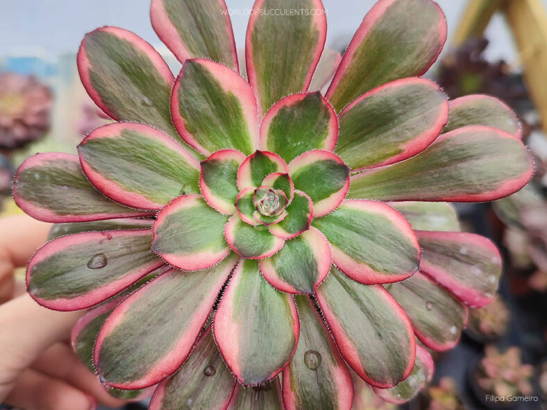 Aeonium 'Lina'