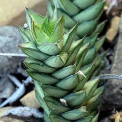 Astroloba pentagona