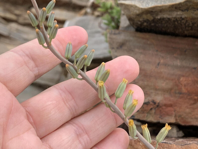 Astroloba pentagona