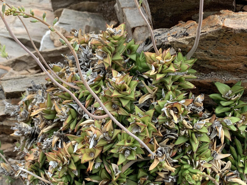 Astroloba pentagona