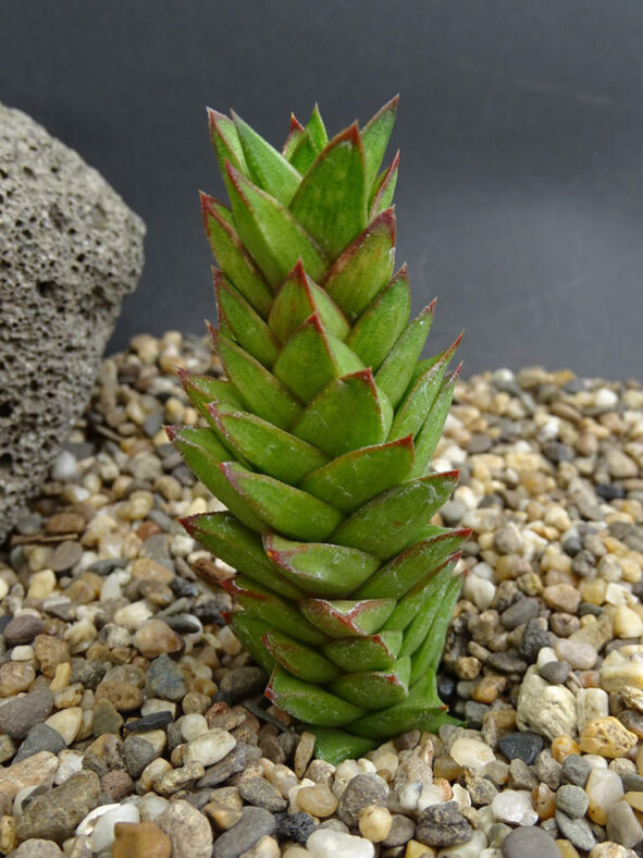 Astroloba pentagona