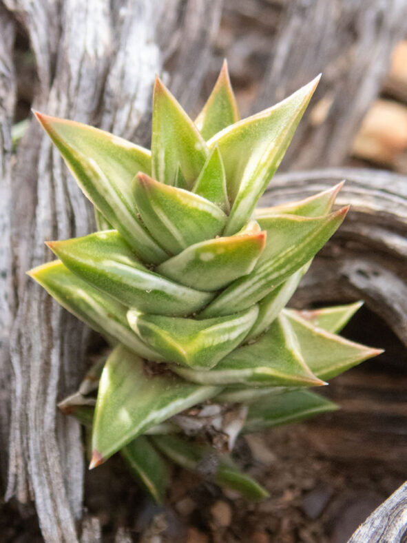 Astroloba robusta