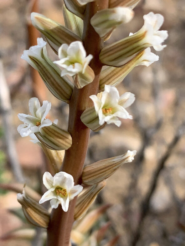 Astroloba robusta