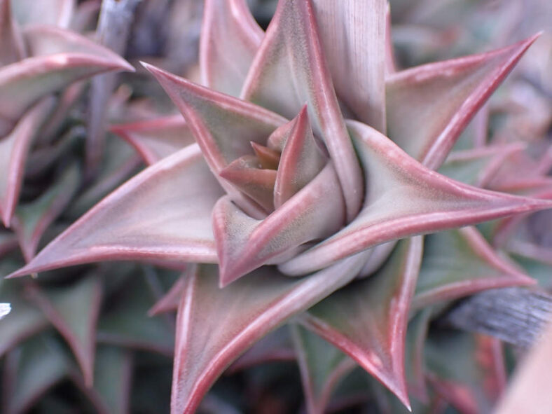 Astroloba robusta