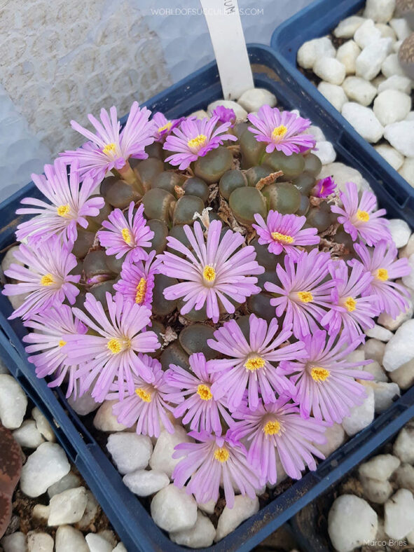 Conophytum lydiae aka Ophthalmophyllum lydiae