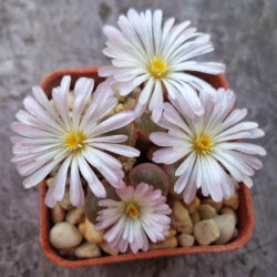 Conophytum lydiae aka Ophthalmophyllum lydiae