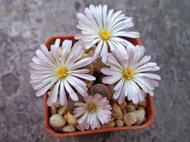 Conophytum lydiae aka Ophthalmophyllum lydiae