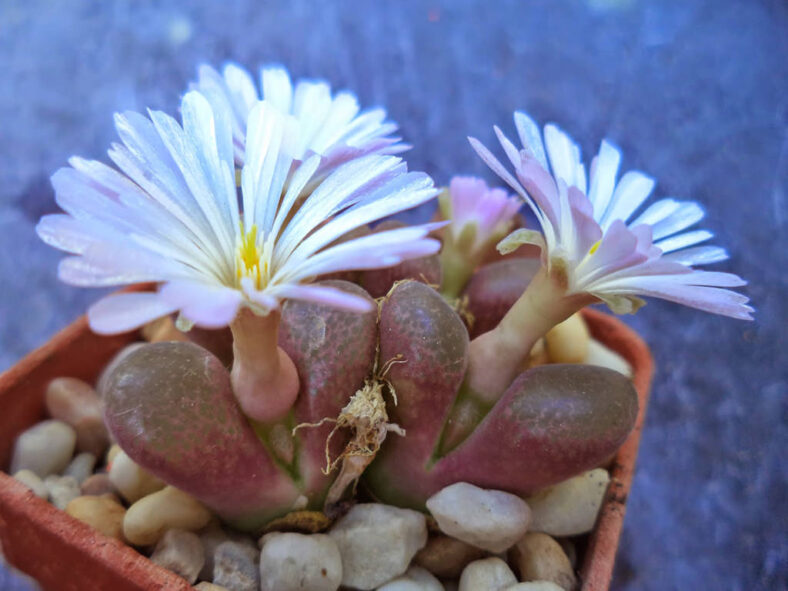 Conophytum lydiae aka Ophthalmophyllum lydiae
