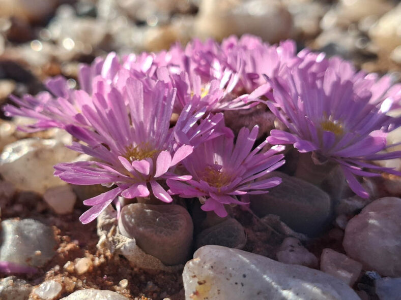 Conophytum lydiae aka Ophthalmophyllum lydiae