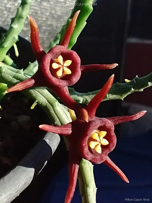 Duvalia immaculata