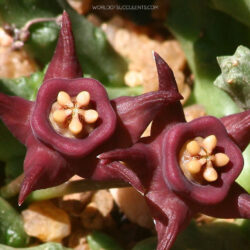 Duvalia immaculata