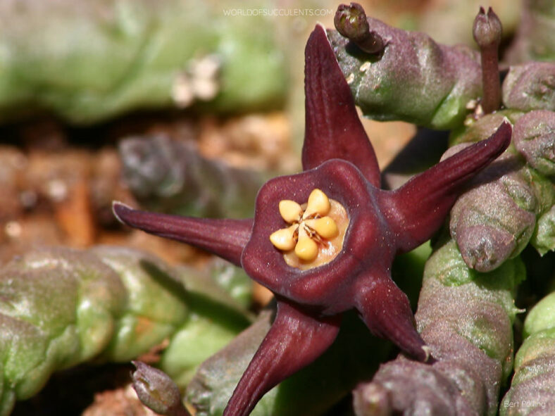 Duvalia immaculata