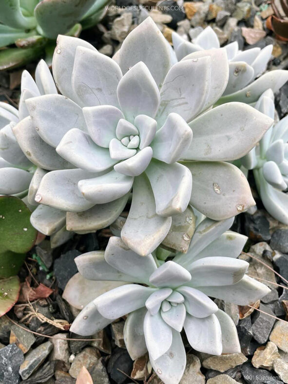 Graptopetalum 'Tricolor'