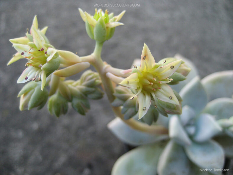 Graptopetalum 'Tricolor'