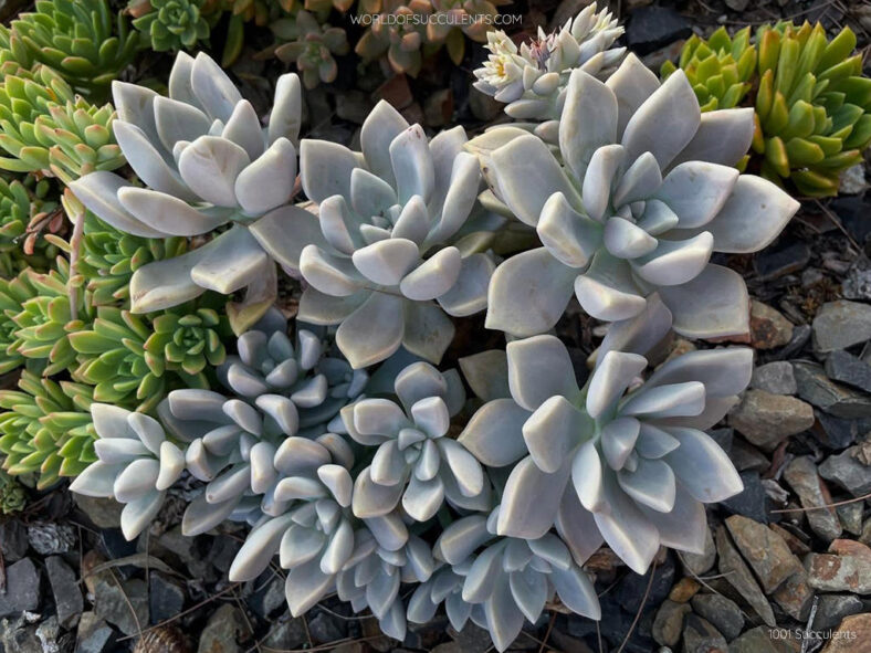 Graptopetalum 'Tricolor'