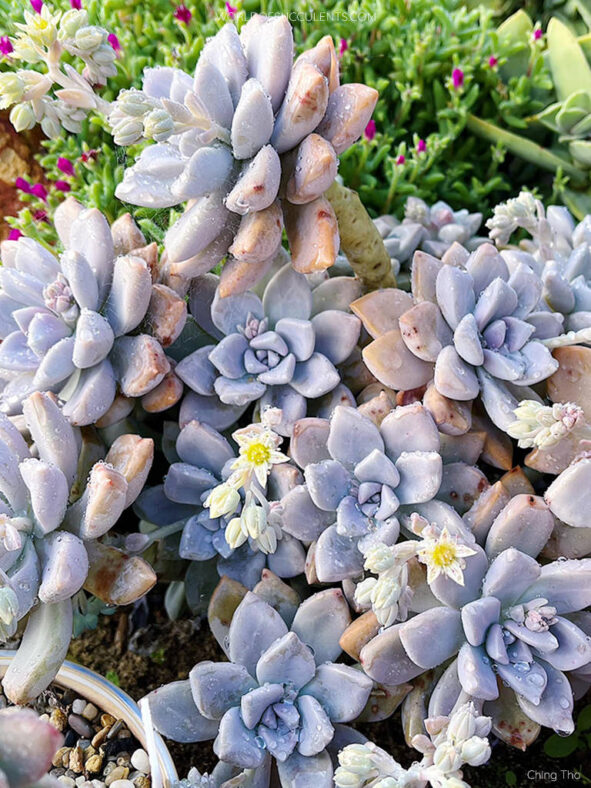 Graptopetalum 'Tricolor'