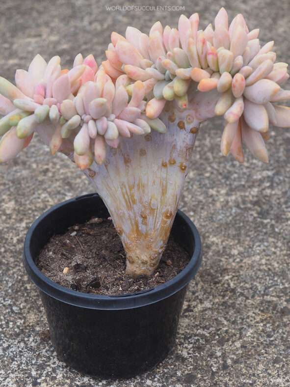 Graptophytum 'Supreme Crested'