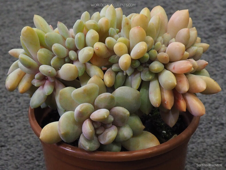 Graptophytum 'Supreme Crested'
