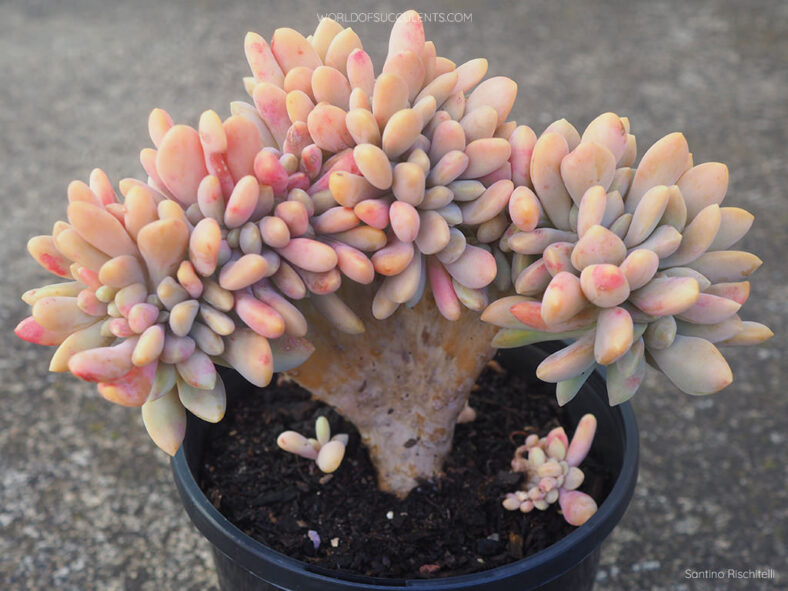 Graptophytum 'Supreme Crested'