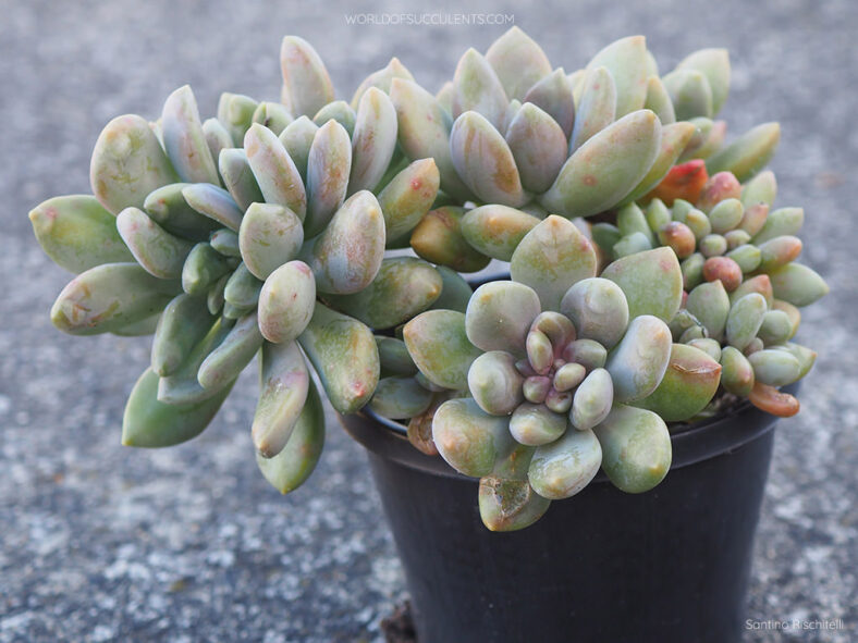 Graptophytum 'Supreme Crested'