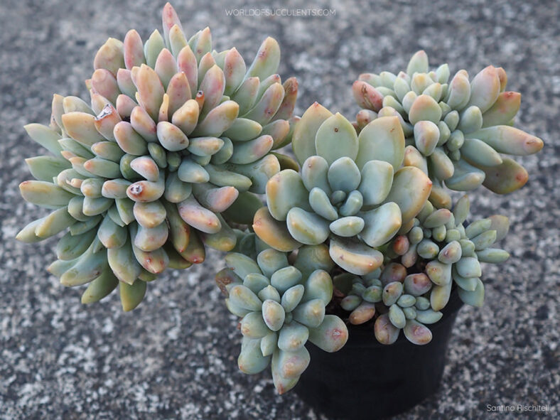 Graptophytum 'Supreme Crested'