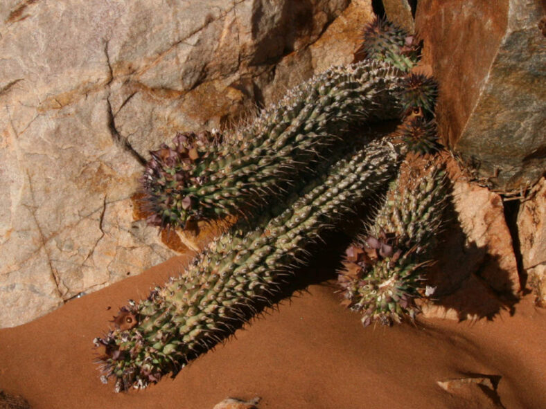 Hoodia officinalis subsp. delaetiana