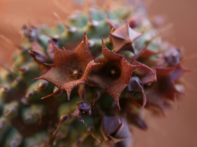Hoodia officinalis subsp. delaetiana