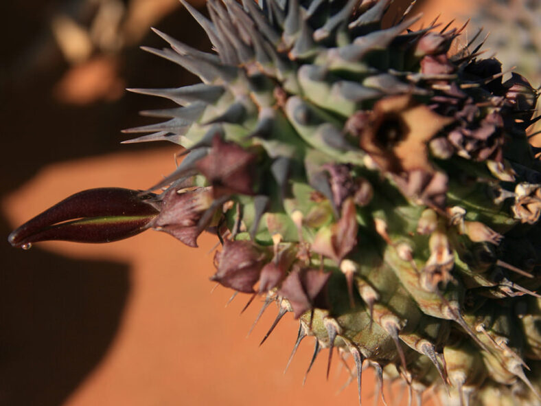 Hoodia officinalis subsp. delaetiana