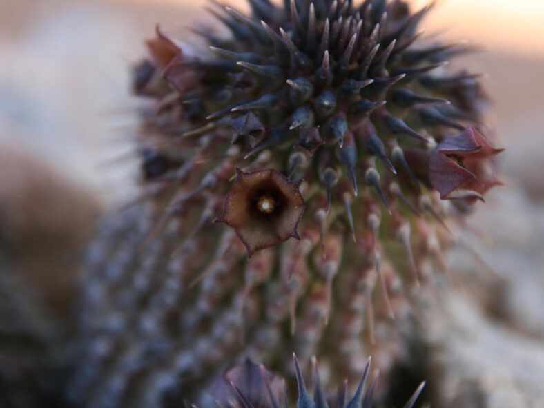 Hoodia officinalis subsp. delaetiana