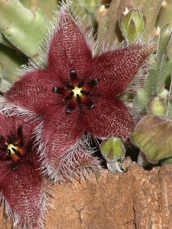 Stapelia paniculata subsp. paniculata