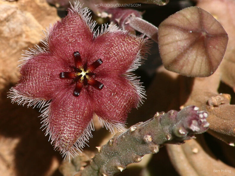 Stapelia paniculata subsp. paniculata